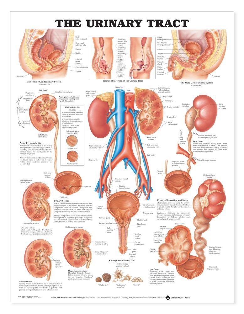 the-urinary-tract-system-chart-medwest-medical-supplies