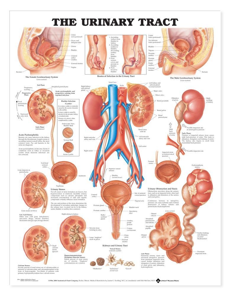 The Urinary Tract System Chart MedWest Medical Supplies The Urinary Tract System Chart MedWest Medical Supplies