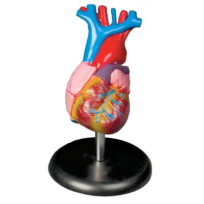 Budget Life-Size Heart Model - MedWest Medical Supplies