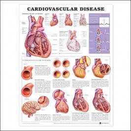 Sexually Transmitted Infections Anatomical Chart