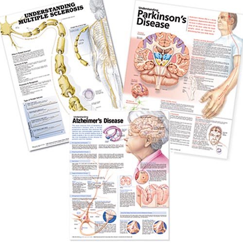 Neurology Chart Set 1 - MedWest Medical Supplies