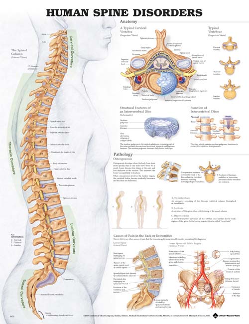 Anatomical Charts