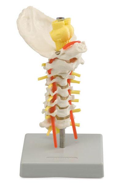 Flexible Vertebral Column Region Model - Cervical - MedWest Medical ...