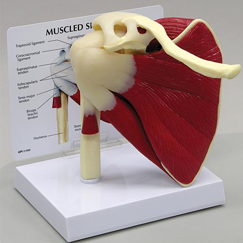 Muscled Shoulder Joint Model - MedWest Medical Supplies